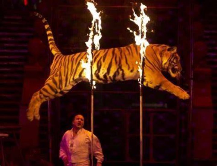tiger circus rescue