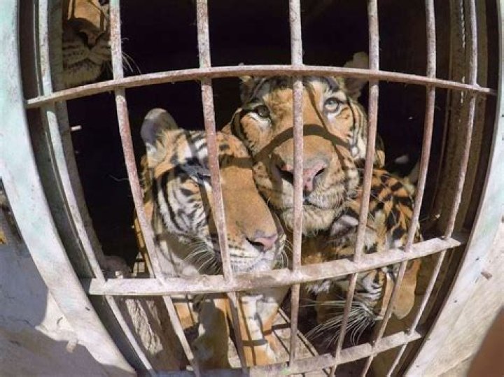 tiger rescue circus