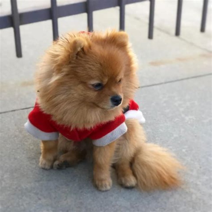 Txunamy Ortiz Pets