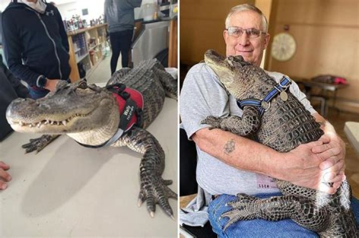 Wally the emotional support alligator was kidnapped and is now missing