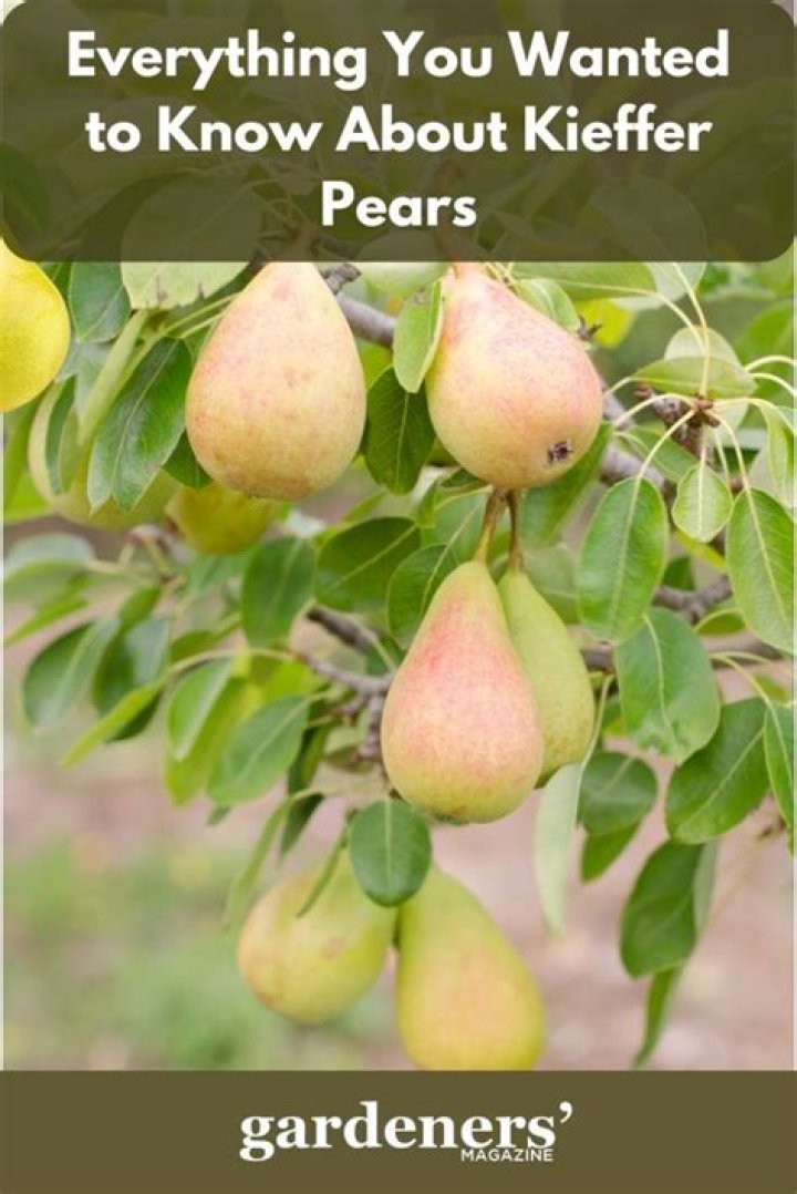 What are Kieffer pears good for?