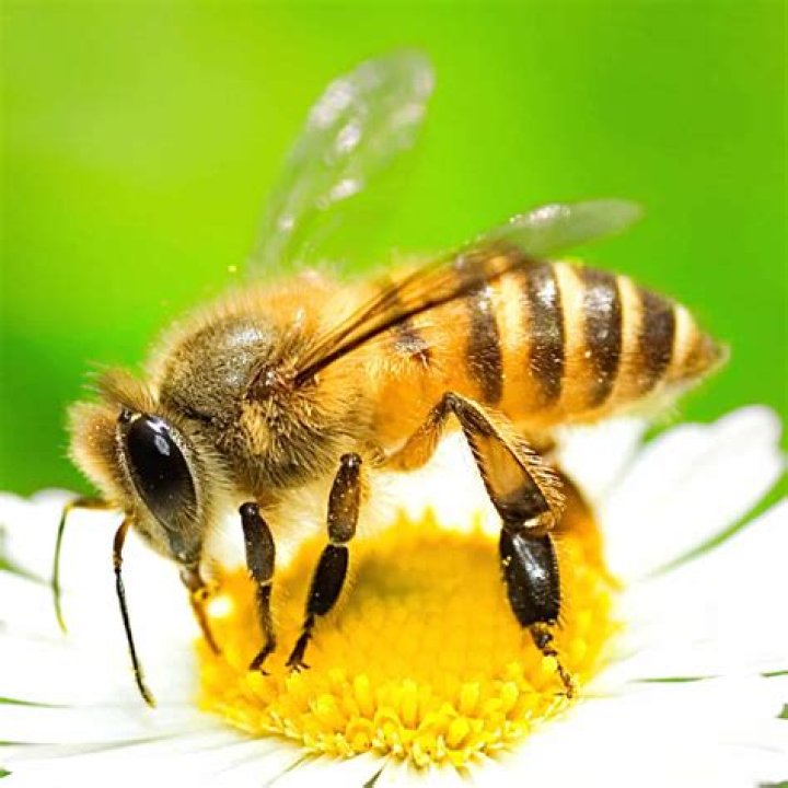 What Colour is a bee?