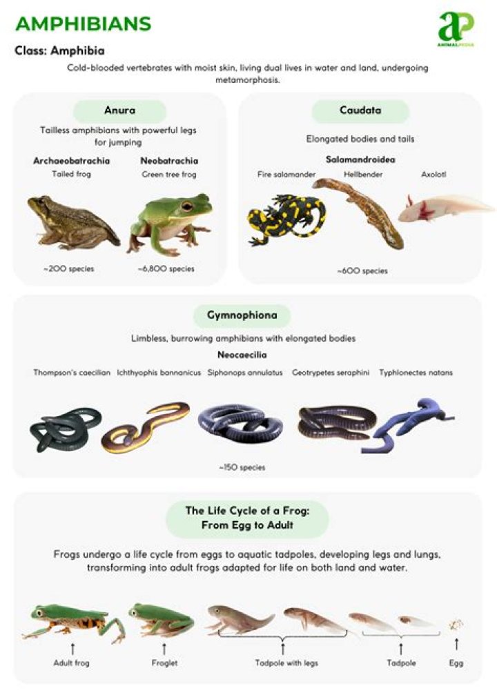 What is amphibians and examples?