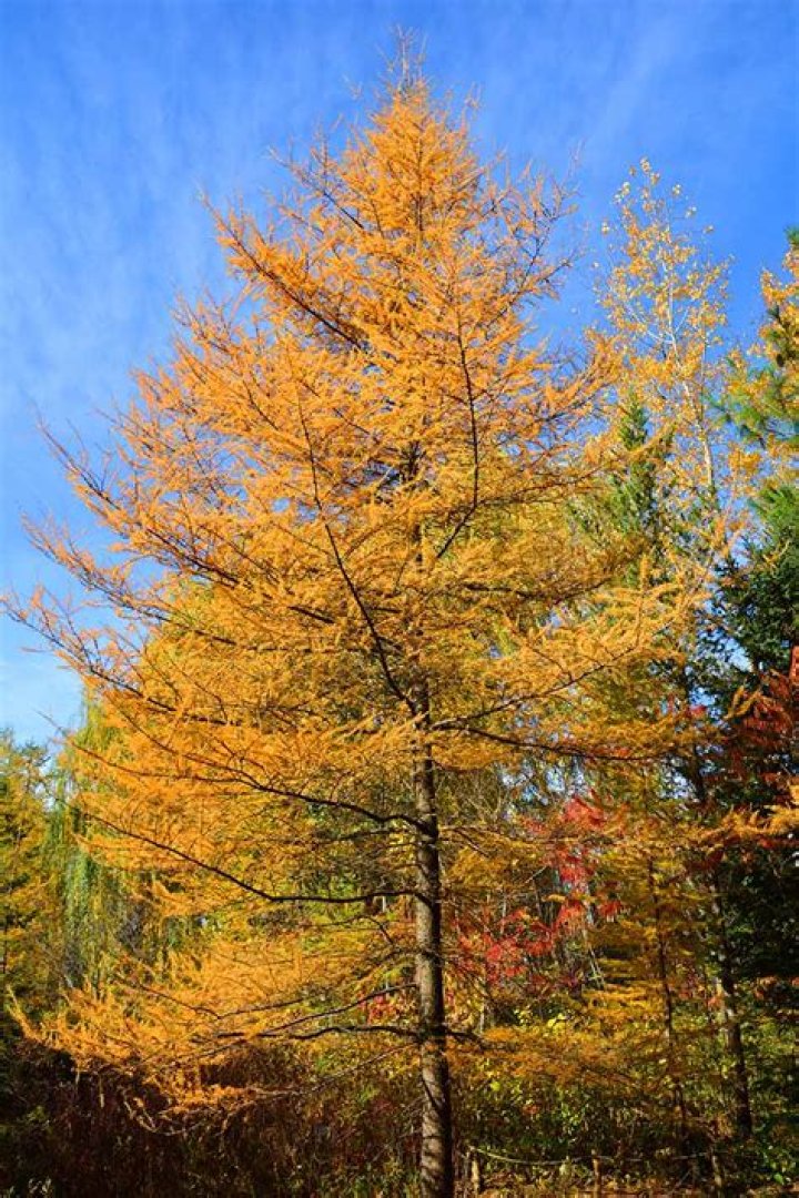 What is another name for pressed wood?