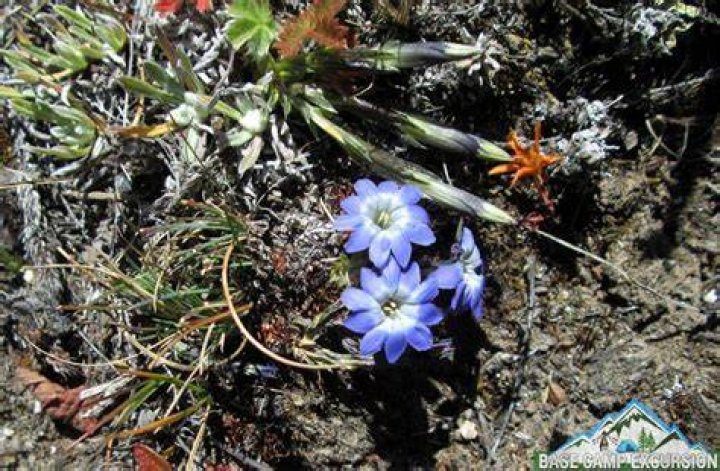 What plants are found on Mount Everest?