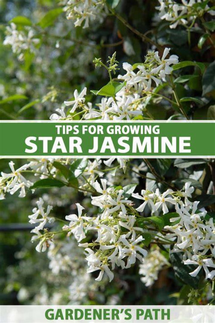 What zone can jasmine grow in?