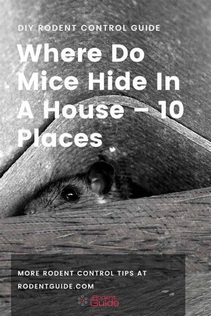 Where do mice hide outside?