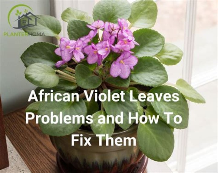 Why do African violet leaves turn pink?
