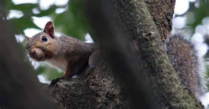 Why do squirrels eat acorns?