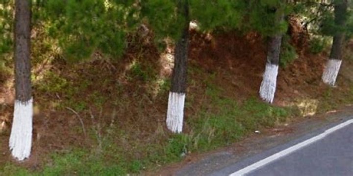 Why do the Greeks paint their trees white?
