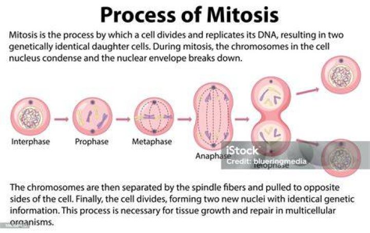 Why is mitosis a continuous process?