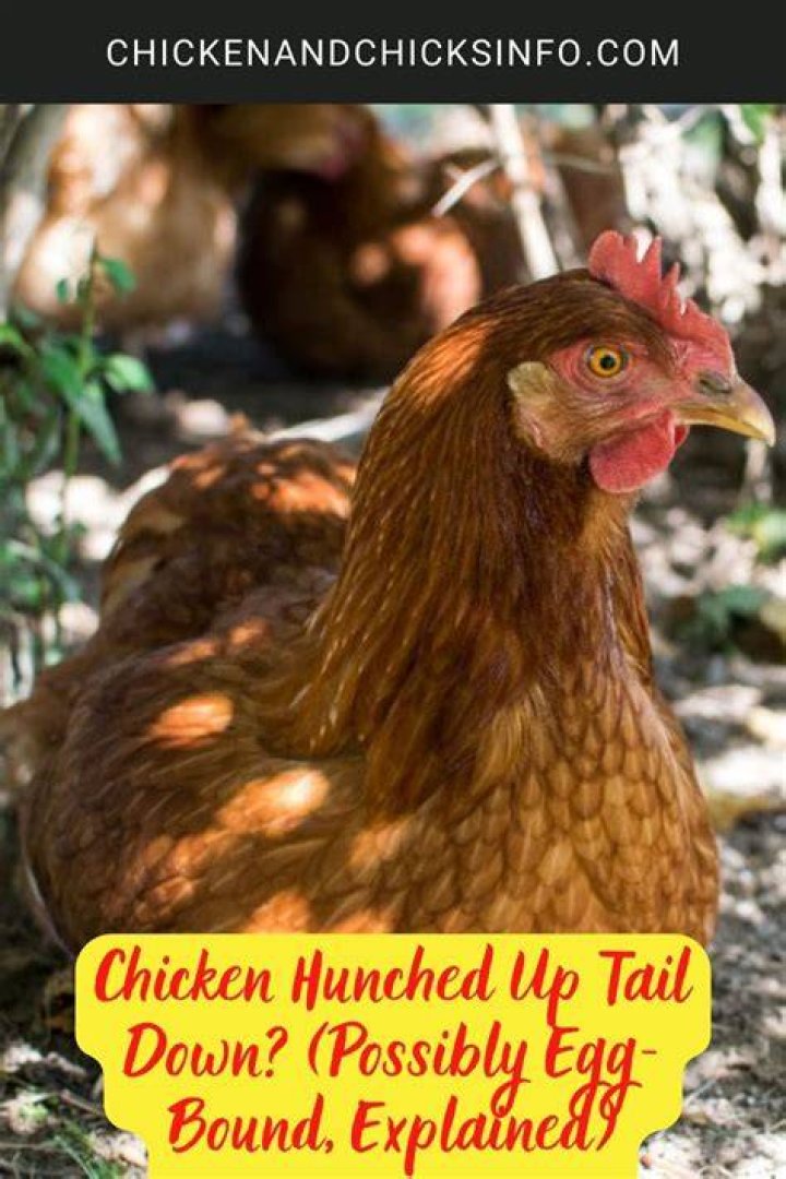 Why is my chicken hunched up?