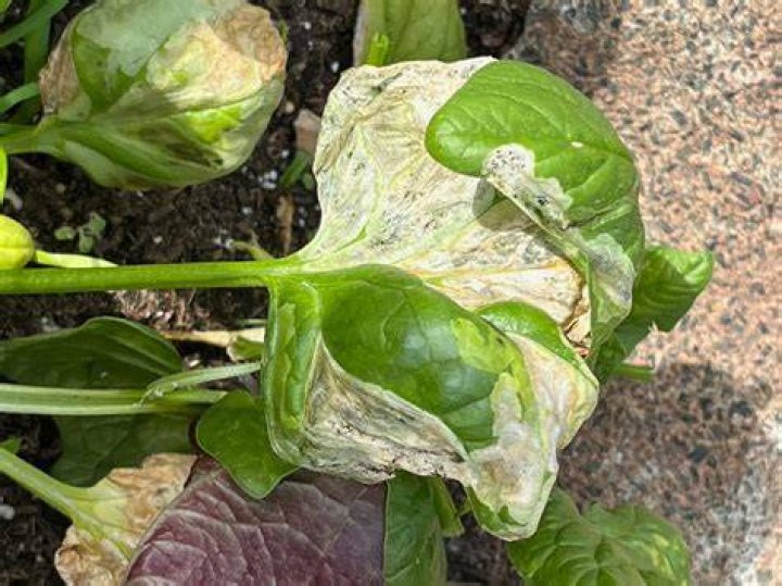 Why is my spinach turning white?