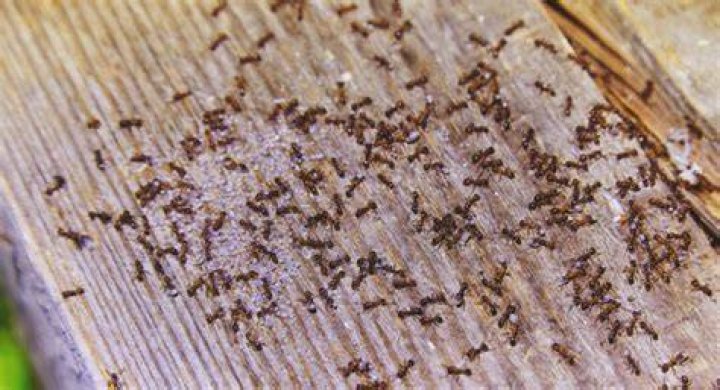 Will cloves keep ants away?