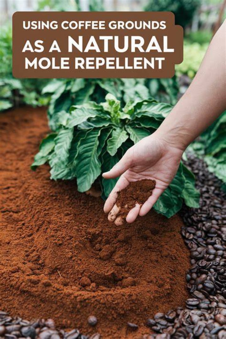 Will coffee grounds deter moles?