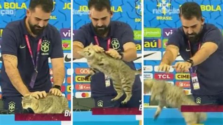 World Cup cat